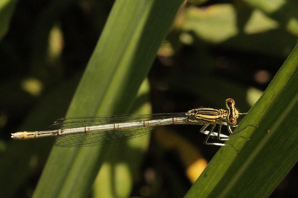 Platycnemis latipes femmina?